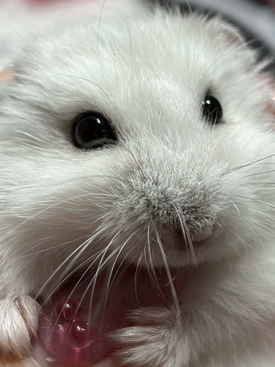Julia_hamham's tweet photo. 本日のマニア向け https://t.co/xmHGoedCDk