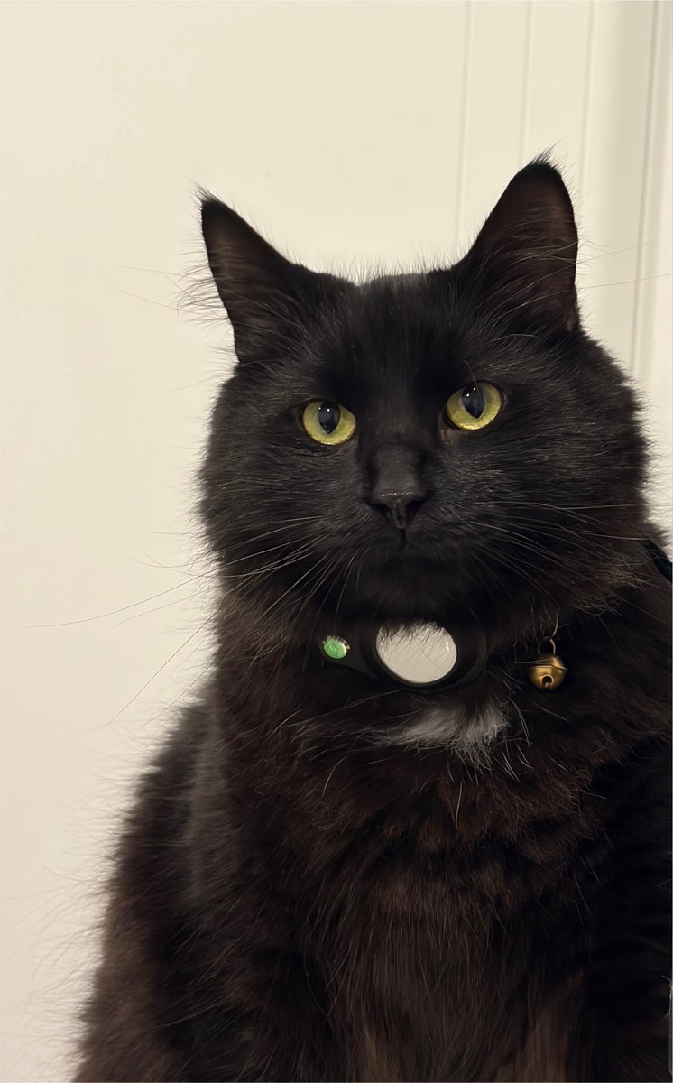 eli_leprosy's tweet photo. i meow at my cat more than he meows at me https://t.co/4MYDNrmNMg