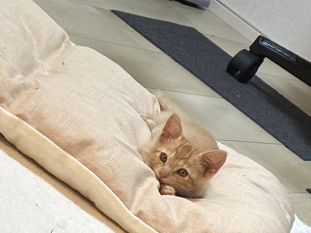 k1n202a's tweet photo. 今週のおちゃば🐱 https://t.co/xvwLFStITs