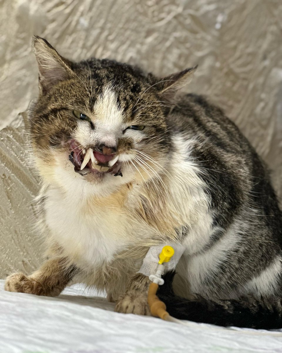 cqk5az07dhd80hg's tweet photo. 💔 CINDY NEEDS YOUR HELP TO SURVIVE – EVERY DOLLAR COUNTS!

This sweet girl has been through hell, and now she’s counting on you to finish her healing journey. She is still in need of a great deal of medical care, but your donations are helping her recover!

PAYPAL INBIO PLEASE. https://t.co/BR27BCPASU