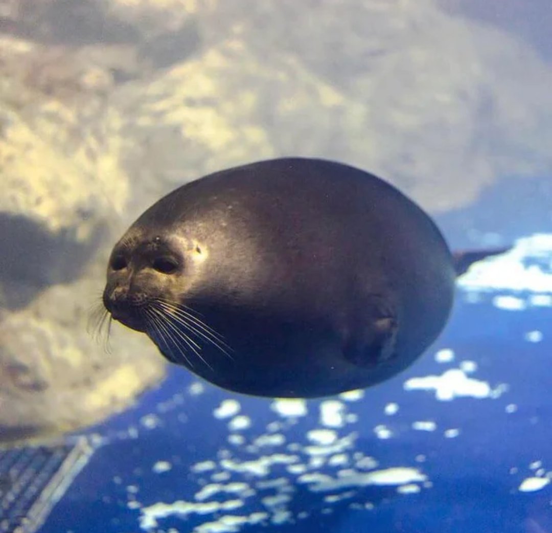 ForSurefs's tweet photo. Insane new biological breakthrough just happened, seals unlocked tadpole stage of life 👀 https://t.co/AgdnE28AHf