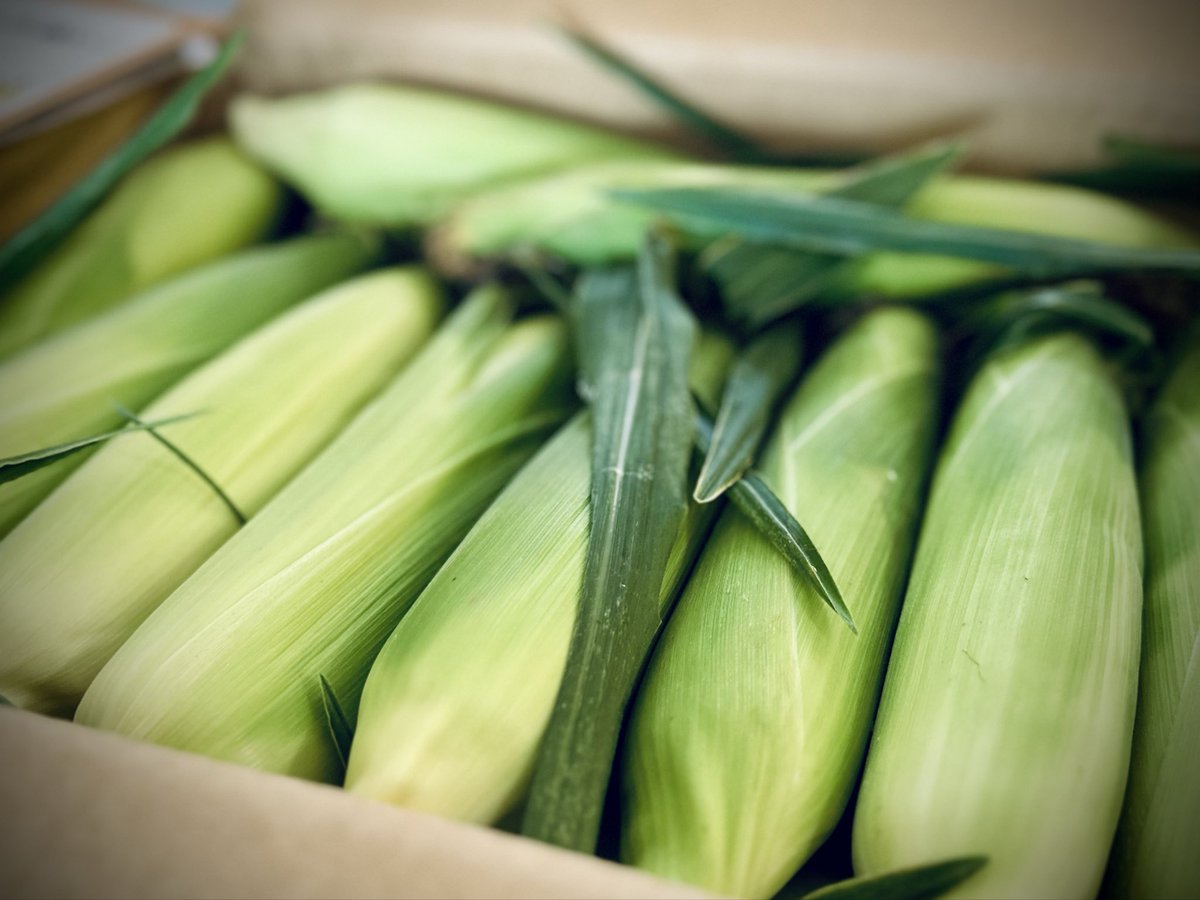 Flying_Blackpig's tweet photo. 週末は、ふるさと納税の返礼品で届いた
🌽の皮剥き。

生産者さんから
「開封後、すぐにご対応ください！」という
メッセージ。

🌽は収穫した瞬間から
甘みが少しずつ変わっていくそうです。

農家さんが大切に育て、
一番おいしい状態で届けようとしてくれた
熱い想いが伝わってきました😆✨ https://t.co/mq9KrRNbF5