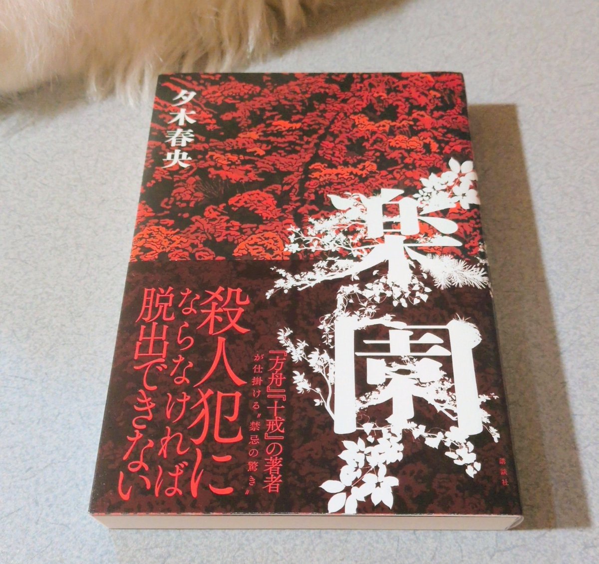 misayochan8's tweet photo. #今日買った・届いた本を紹介する

届いたんですよ…！夕木春央先生の楽園のサイン本…！心して読まねば！ https://t.co/gwXJ8eq7SS