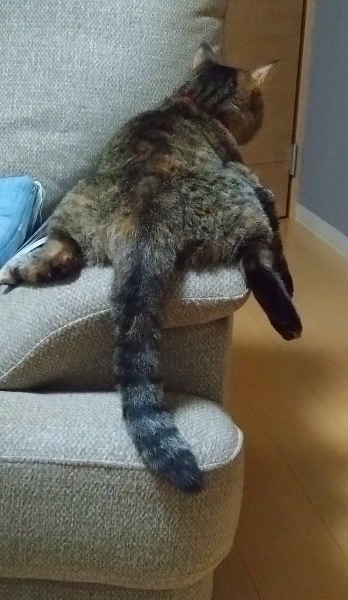 tee_0323's tweet photo. 昨日の夕方の我が家のにゃんこ🐱
暑いとはいえ、なんというポーズ☀( *¯ㅿ¯*)暑っ💦 https://t.co/UyoiCQiHnI