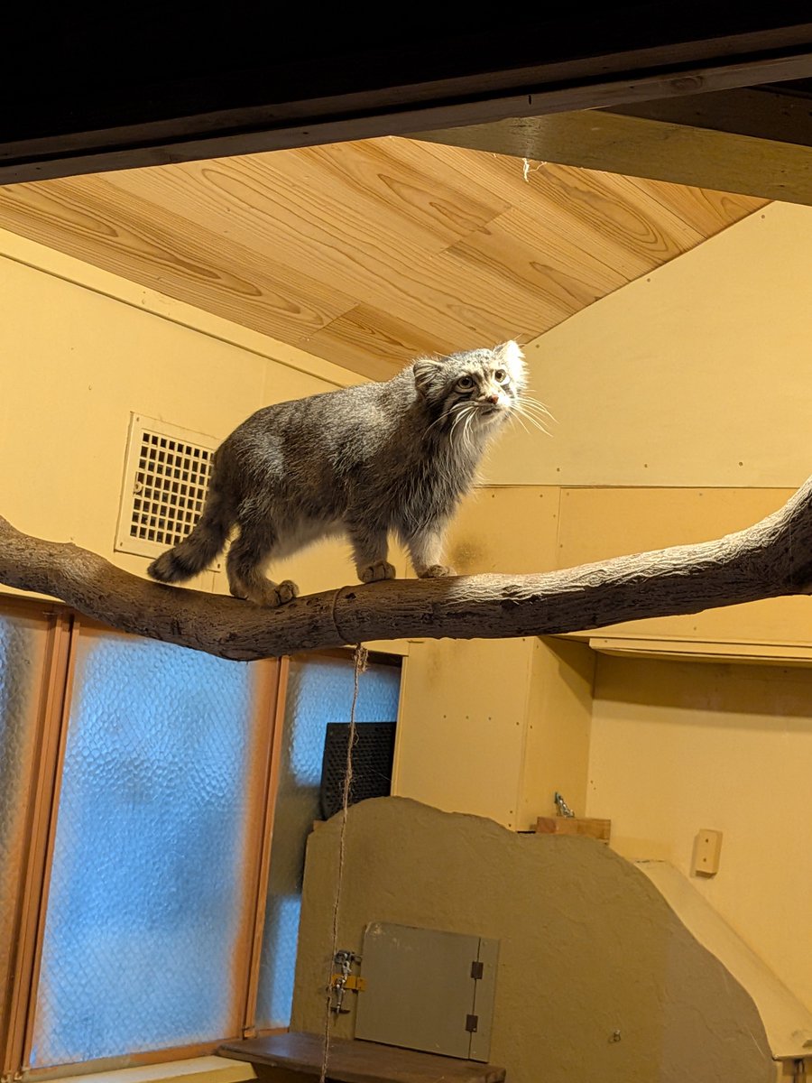 clover_426's tweet photo. お盆は、暦通り営業する予定です！

#埼玉県こども動物自然公園 まだ行ったことない方、行ってみてね~😍

今日からまた頑張ります👍️
#マヌルネコ 

#つむぎ https://t.co/gkyMZot23M