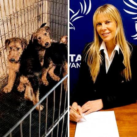 DeGatitos_'s tweet photo. Increíble! Cada día se superan en ser más inoperantes. Los políticos creen que los animales son objetos, recursos y que podemos hacer con ellos lo que se nos de la gana. Como sociedad no podemos permitir que este NEFASTO proyecto de ley avance.
Pueden leer el proyecto completo https://t.co/yfWPPo556P