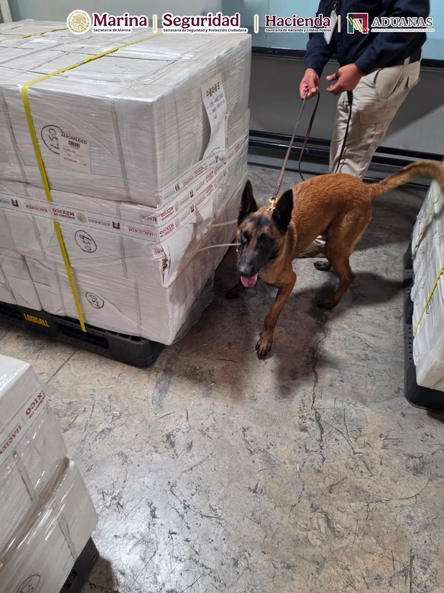 ContraProMx's tweet photo. 🐕 🐶 🚬 🚬 Aseguran en la #CDMX 3 #millones de #cigarros #chinos y #coreanos
#Mexico. Como parte de las acciones de inspección y control en el @AICM_mx, personal de @AduanasMx, en coordinación con @SEMAR_mx y @SSPCMexico, aseguró cerca de 3 millones de #cigarros ilícitos ocultos en embarques procedentes de #China y #Corea, con un peso superior a 4 toneladas.
Estas acciones fortalecen la seguridad en las fronteras, combaten el contrabando, protegen la salud de la población y contribuyen a salvaguardar la economía formal y la recaudación del Estado #mexicano.