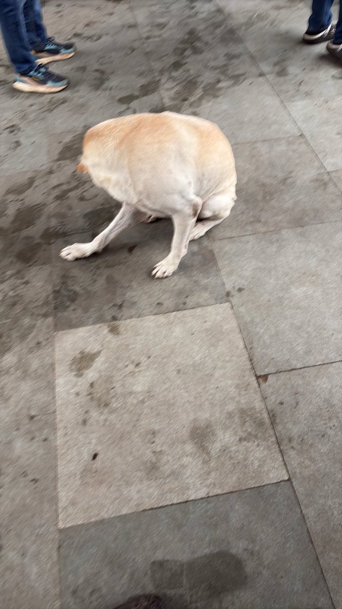 pranavto's tweet photo. @WesternRly permanent residents of Kandivali station. There are atleast 3 more on platform 1. Notification issued by western railway gm not being followed by staff and station manager of Kandivali station 

@RailMinIndia #westernrailway @AshwiniVaishnaw https://t.co/VdbFOYPtIB