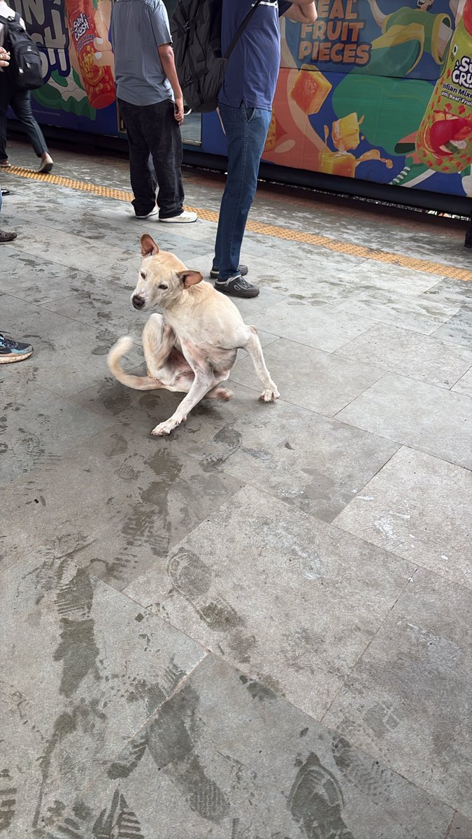 pranavto's tweet photo. @WesternRly permanent residents of Kandivali station. There are atleast 3 more on platform 1. Notification issued by western railway gm not being followed by staff and station manager of Kandivali station 

@RailMinIndia #westernrailway @AshwiniVaishnaw https://t.co/VdbFOYPtIB