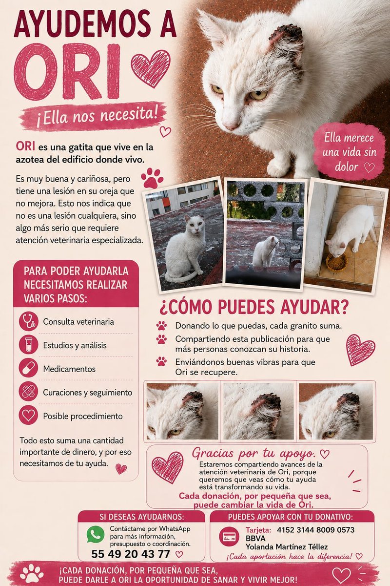 Antonio_hgm90's tweet photo. estimado, @ExoSapiens buenas noches. Disculpa, podrías ayudarme a difundir esta info?Estamos buscando ayuda para poder darle atención médica a una gatita callejera. Si bien llevamos un cantidad monetaria hasta el momento, el $ que se requiere es algo más elevado 
Mil mil grax🙏 https://t.co/7ykVpEs1ZJ
