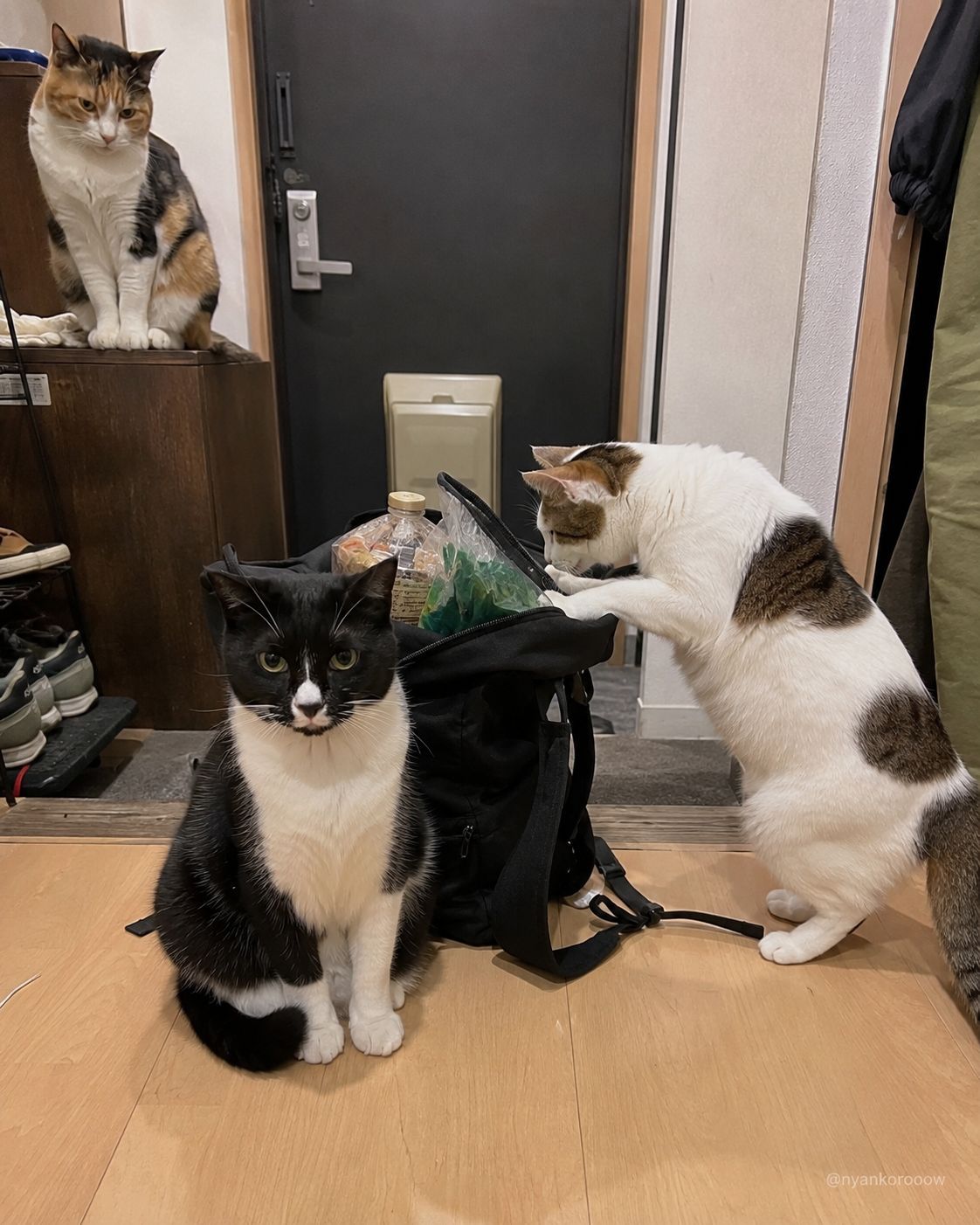 にゃん太郎｜猫画像｜Funny Cats on X: 