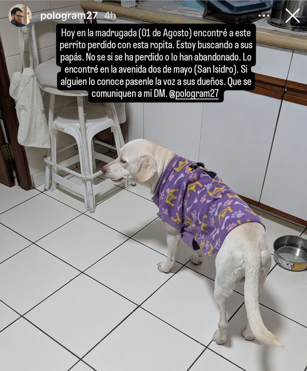kungfucandy5's tweet photo. PERRITO PERDIDO

- URGENTE- 

Por favor compartan a este perrito que está perdido para poder ubicar a sus dueños! 

Está un poco flaco pero estaba con esa ropita morada. 

Si alguien lo conoce puede contactarse al IG que sale en la foto! 

AYÚDALO CON TU RT 🙏🙏🙏🙏 https://t.co/sBqF7xWOew