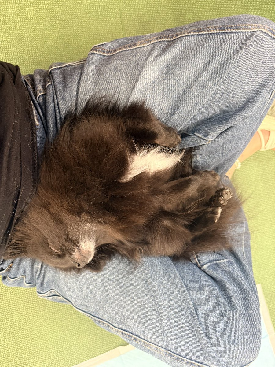 1chan0206's tweet photo. うちの子かわいすぎて連れ回したら溶けた https://t.co/66FqJ48gZH