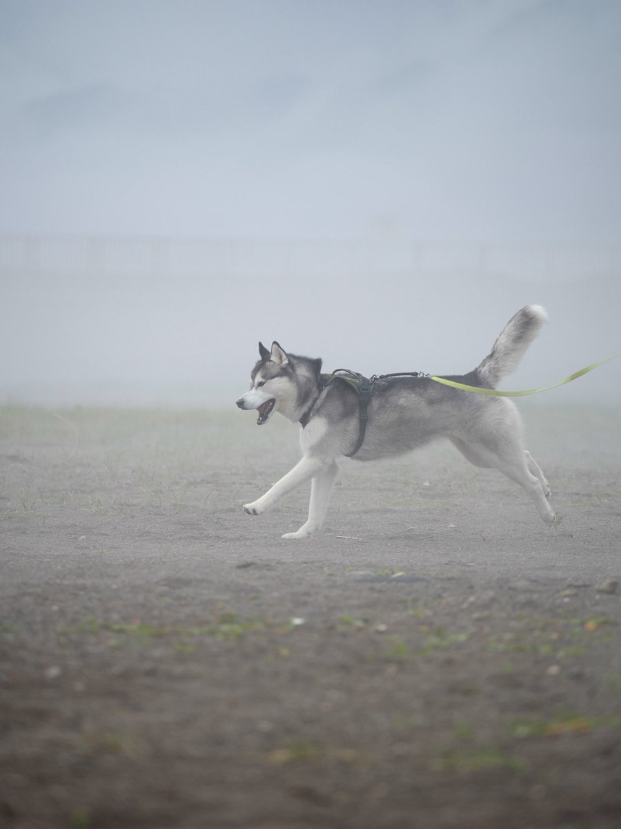 mui_husky's tweet photo. 濃霧の中でイェイイェイ犬 https://t.co/4tfPkuovYk