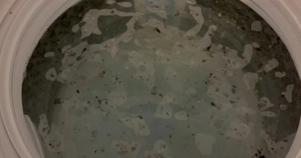 uchicoto_tg's tweet photo. 洗濯機の嫌なニオイの原因は「ぴろぴろワカメ」かも😨
知らないと損をする、月1回の簡単リセット術はこちら！