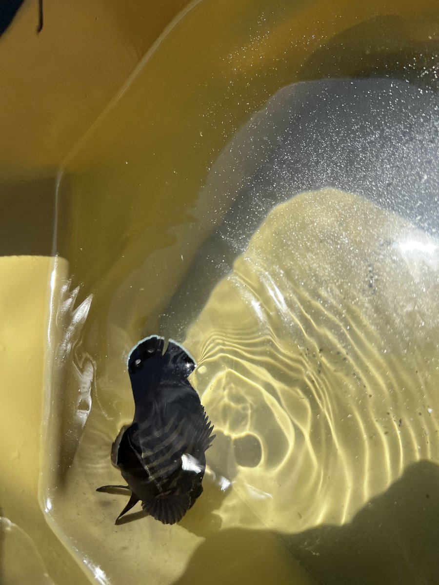 Am2ka_Ryk's tweet photo. 今のところこいつだけ°･🐠 https://t.co/hqydI76Qqp