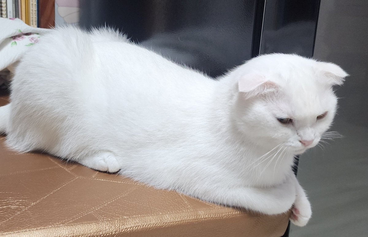 kujpie's tweet photo. 줌제 하고싶은데 돈없음이슈...뭘 팔아야 하는디....귀찮음이슈 어쩌고저쩌고(널부렁 https://t.co/Furd6qmk1L