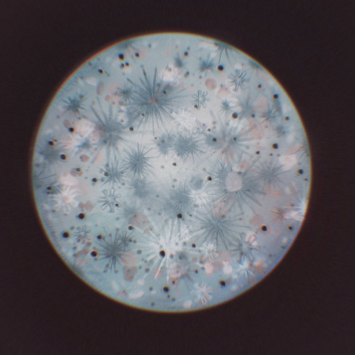 dreamfield92's tweet photo. #projecthailmary Life is reason 🦠 https://t.co/IbV7OTleMk