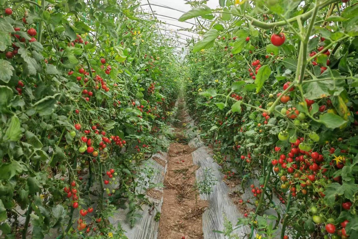 FrancesMozcg1s's tweet photo. Just tried the new organic cherry tomatoes from local farm! Juicy, sweet, and no weird aftertaste—perfect for snacking or salads. Highly recommend! https://t.co/Lf2tSw68GB