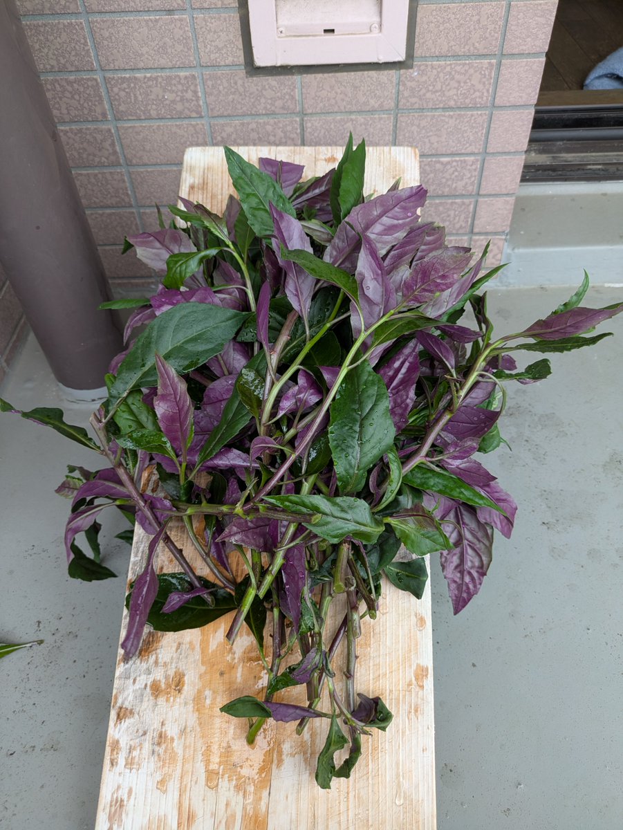 Inapapa3496's tweet photo. 我が家のベランダで沖縄野菜を育てています。ハンダマ（水前寺菜）という名前です。#ハンダマ https://t.co/Y66Znn21BI