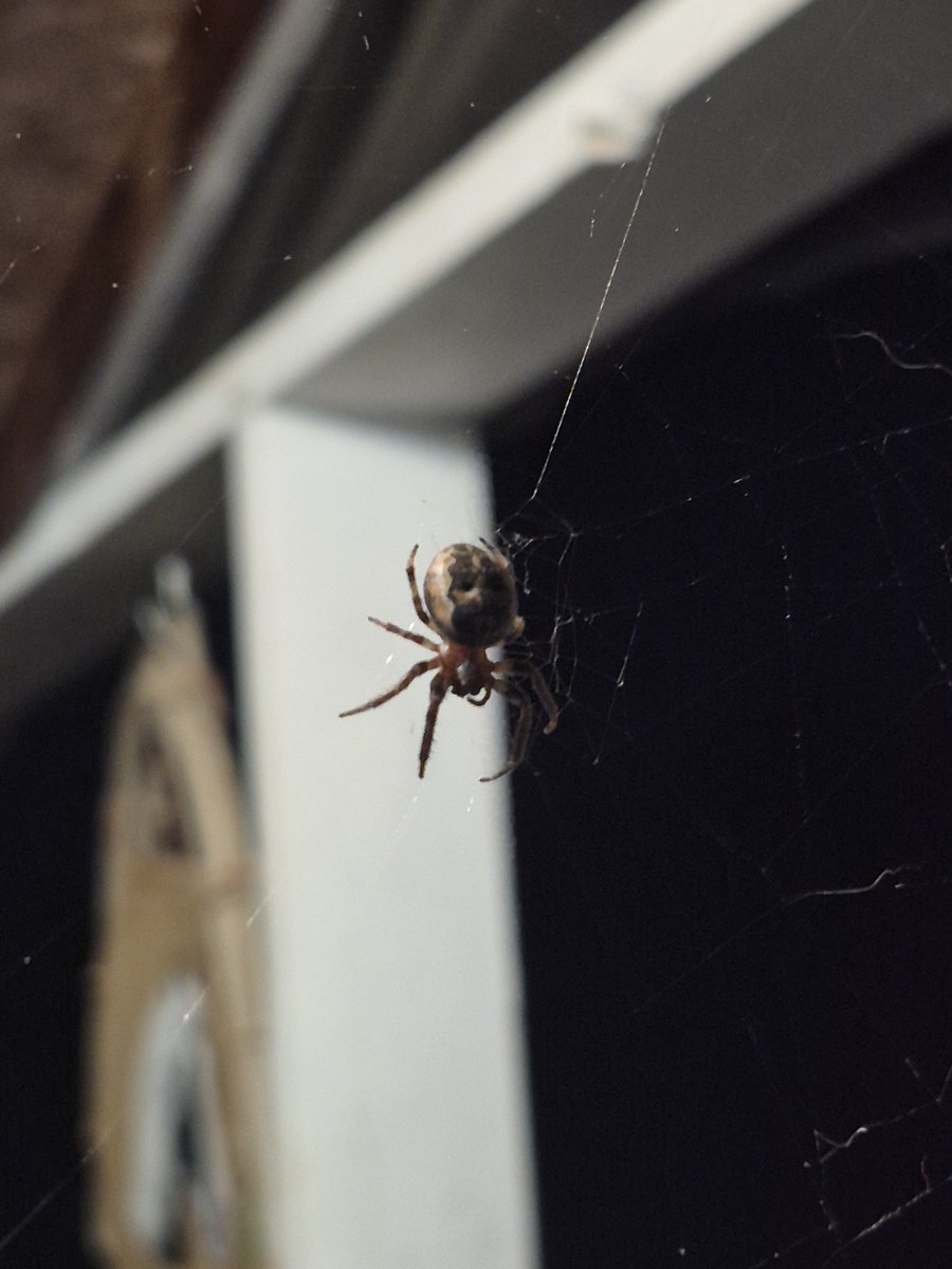 Bambry1k's tweet photo. Big ass spider https://t.co/rH1XONUJy1