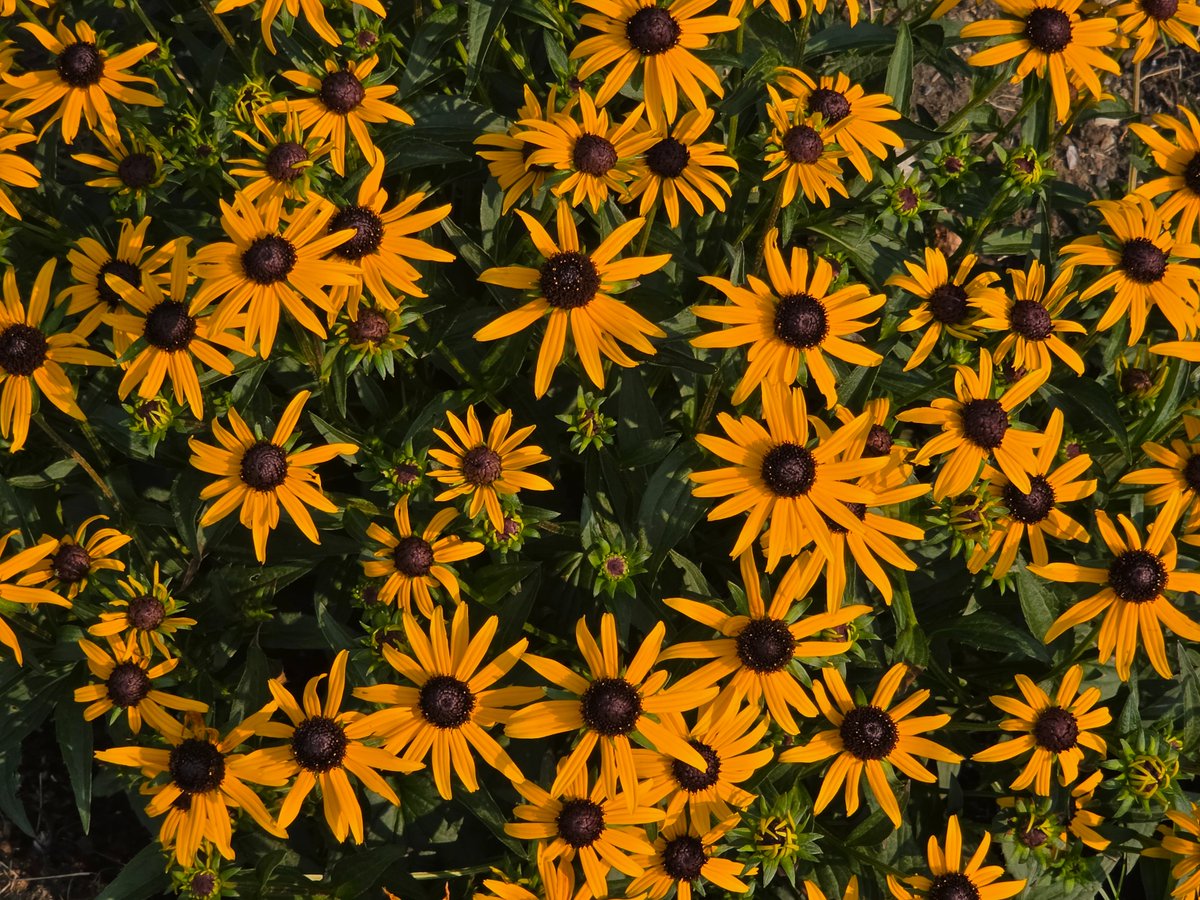 WalkingCalgary's tweet photo. Another look at the floral displays in #Hawkwood
#Calgary #yyc https://t.co/xb8JUPyxts