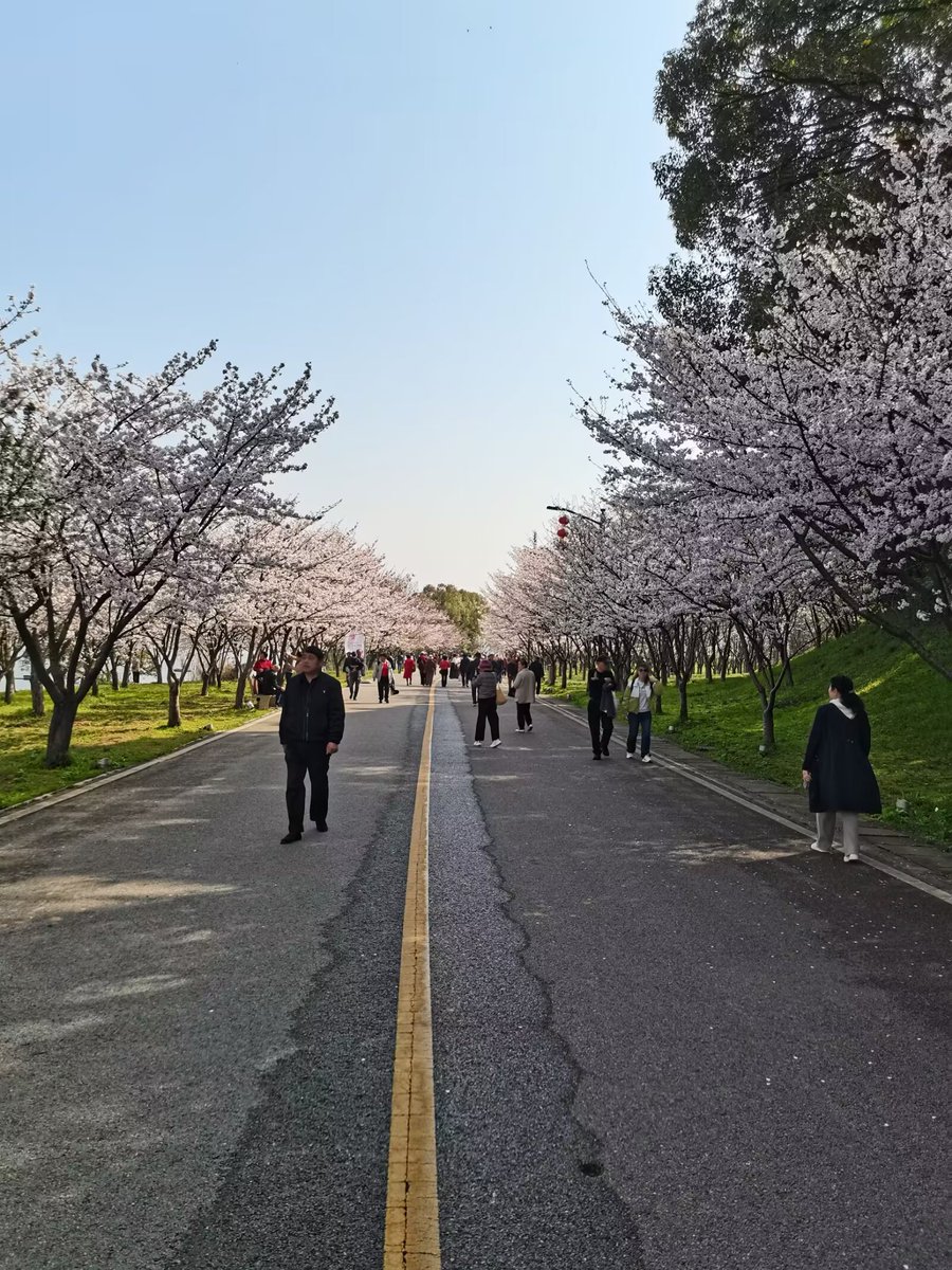 MargartChygp's tweet photo. Sunshine and cherry blossoms blooming everywhere—spring has finally arrived! Let’s go for a walk and chase the nice weather today. https://t.co/gQorrKo1Yp