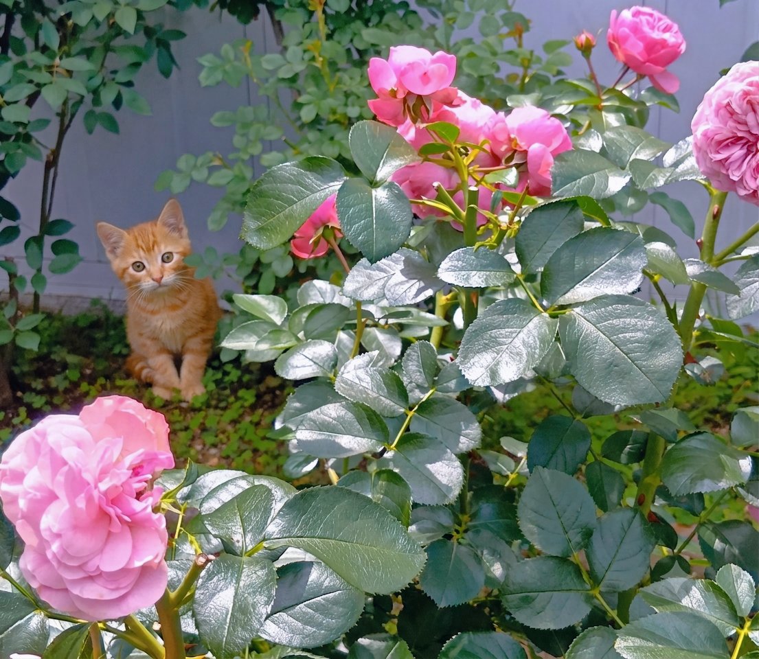 jdak2571's tweet photo. おはようございます🌹 https://t.co/kTzLpNP6cJ