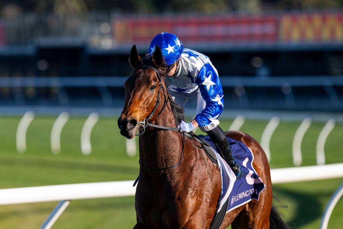 tonygollan's tweet photo. 💥 WINNER OF THE WEEK 💥
Our #WinnerOfTheWeek is Boomtown Boss.
5yo gelding Boomtown Boss (Spirit Of Boom x Boomalicious) won the Group 3 Aurie’s Star Handicap over 1200m at Flemington on Saturday ridden by Daniel Moor.
📸 Bruno Cannatelli
ℹ️ https://t.co/mihwkkj1rt https://t.co/KgcQ6X67HG