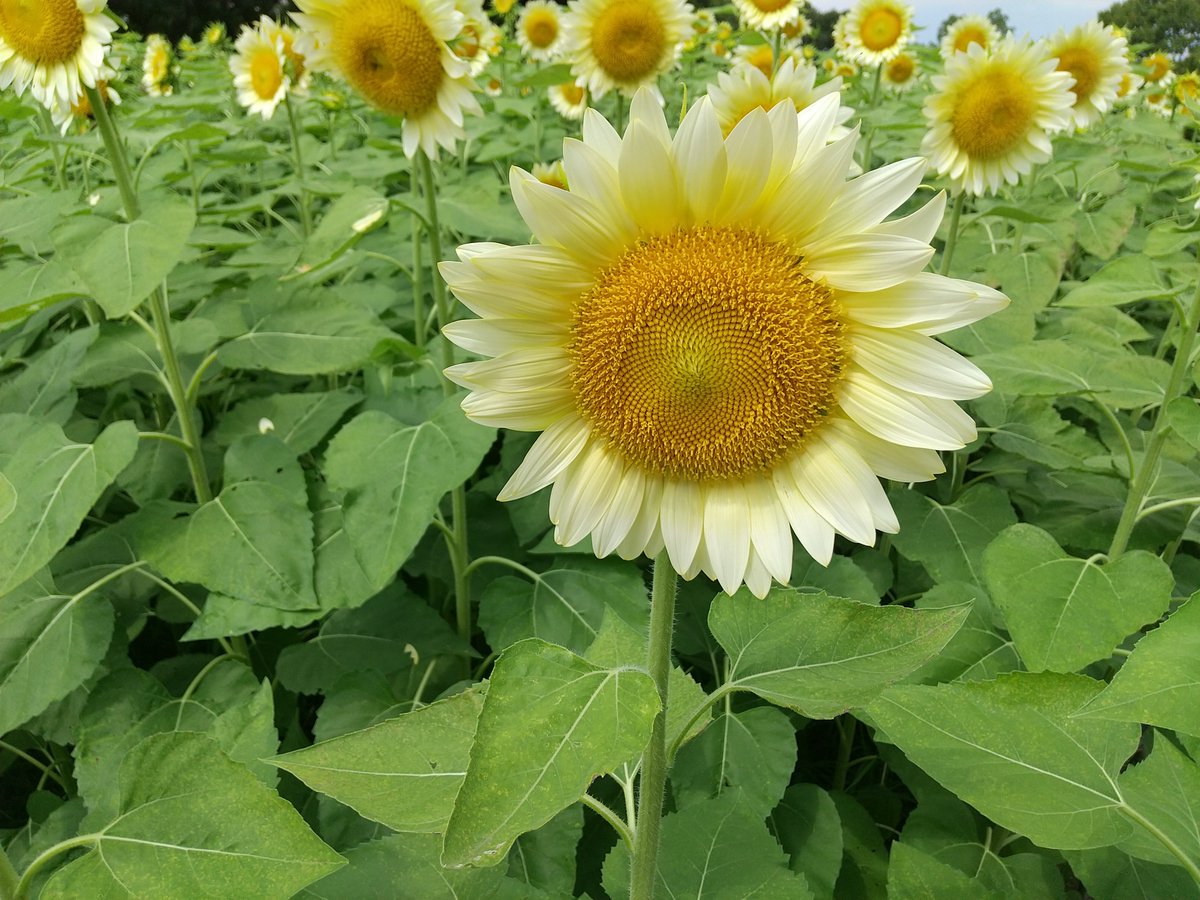 junpei73346187's tweet photo. おはようございます🎵
昨日、朝一番に長居植物園の白いひまわり見て来ました🎵
植物園だからプロがしっかり咲かしてる  
今週も水分補給して頑張りましょう🎵 https://t.co/BTRcbPtkW5