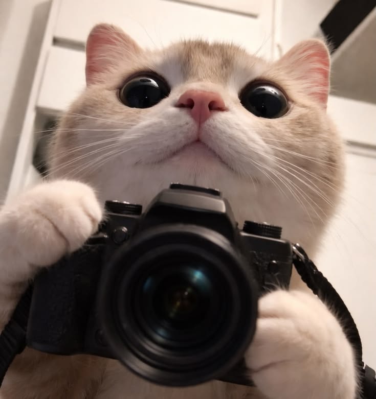 nekocatts's tweet photo. Look to the camera https://t.co/7lqqoM831D
