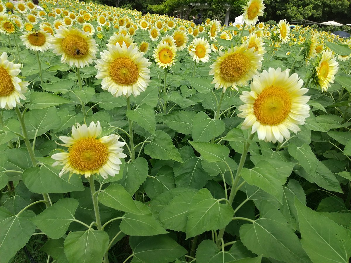 junpei73346187's tweet photo. おはようございます🎵
昨日、朝一番に長居植物園の白いひまわり見て来ました🎵
植物園だからプロがしっかり咲かしてる  
今週も水分補給して頑張りましょう🎵 https://t.co/BTRcbPtkW5