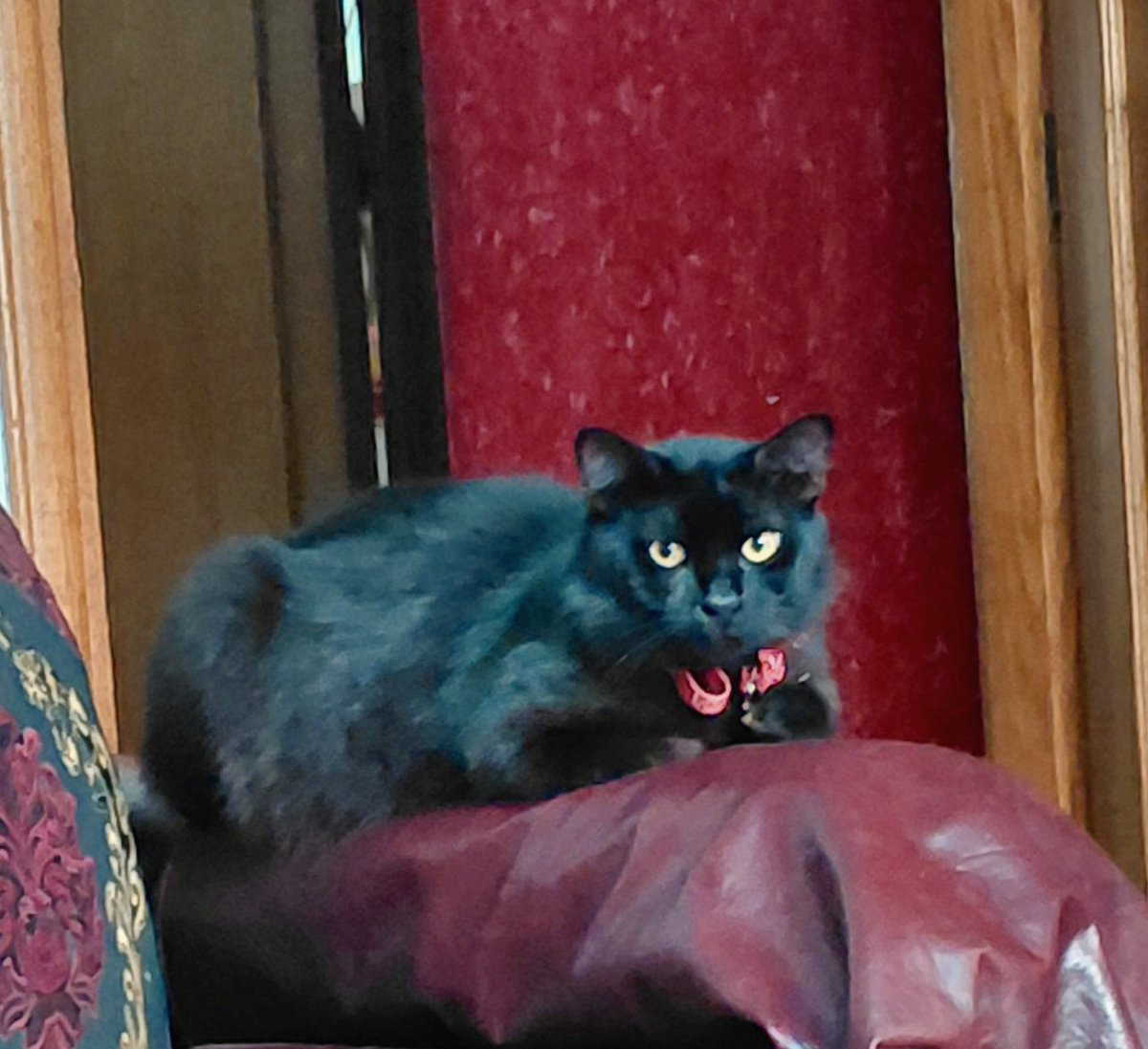 MerhiPascalle's tweet photo. @MhrS4569 Black 8 months .. woody the kitten .. Masha the lady golden tabby 6 years .. all rescue cats https://t.co/OGLfQ1GY3Q