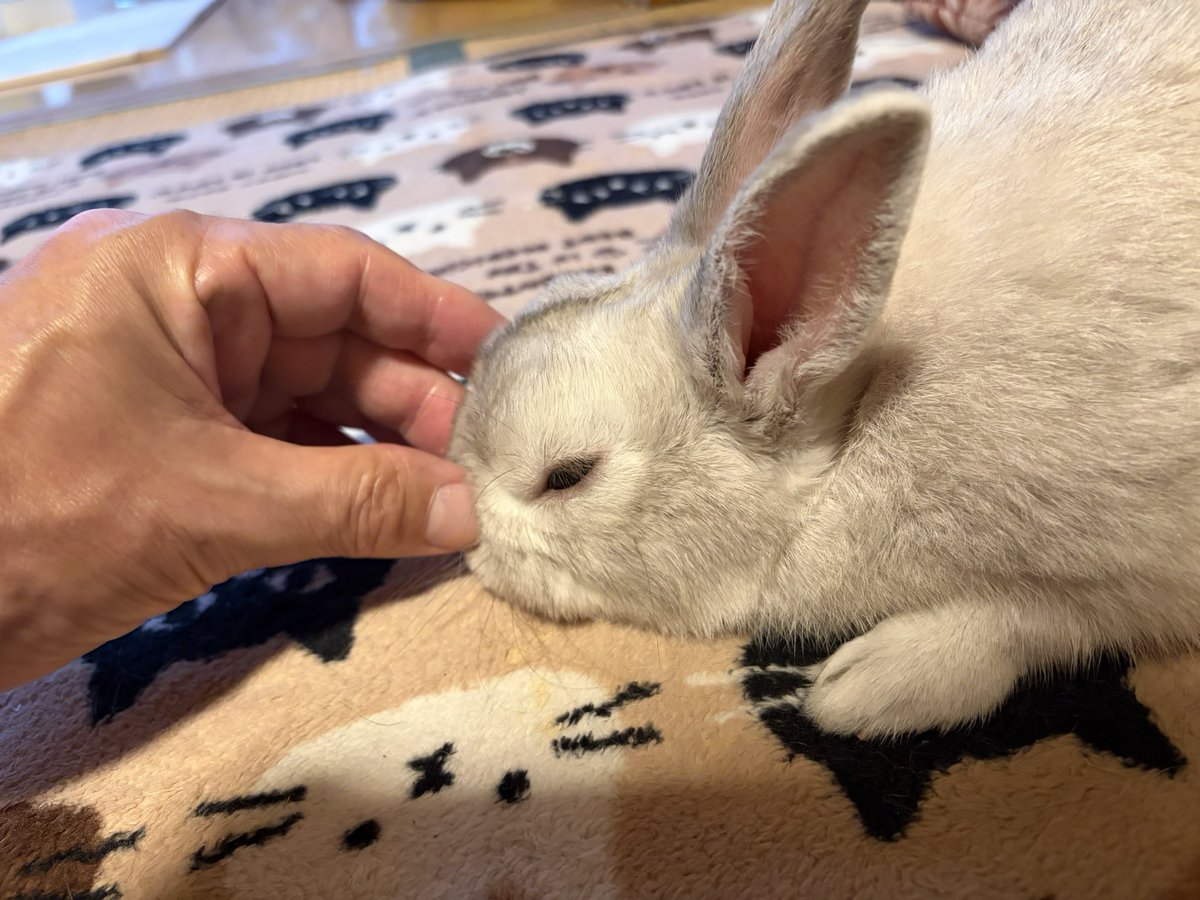 fwgc9446's tweet photo. お父さんにマッサージされていい気持ち🐰✨
#うさぎのいる暮らし https://t.co/7aN1KzMV8R