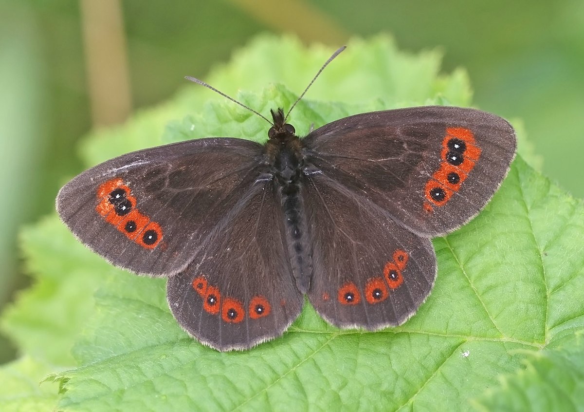 ElleryTrev16932's tweet photo. Scotch Argus (Erebia aethiops), Smardale Gill, Cumbira.

Pretty much the last species to emerge in the UK and now out in force. https://t.co/P3TjwoqnkQ