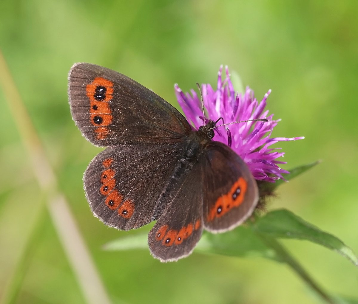ElleryTrev16932's tweet photo. Scotch Argus (Erebia aethiops), Smardale Gill, Cumbira.

Pretty much the last species to emerge in the UK and now out in force. https://t.co/P3TjwoqnkQ