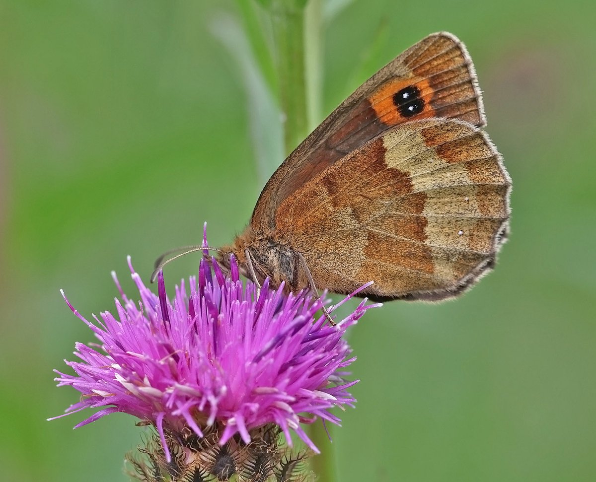 ElleryTrev16932's tweet photo. Scotch Argus (Erebia aethiops), Smardale Gill, Cumbira.

Pretty much the last species to emerge in the UK and now out in force. https://t.co/P3TjwoqnkQ