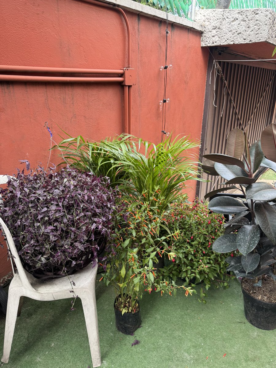 torres__ale's tweet photo. Ir a Xochi con mis suegros para seguir llenándonos de plantas y no ponerme bloqueador, es una de mis mejores pasiones 🥰🥹 https://t.co/m8XIsbgSMR