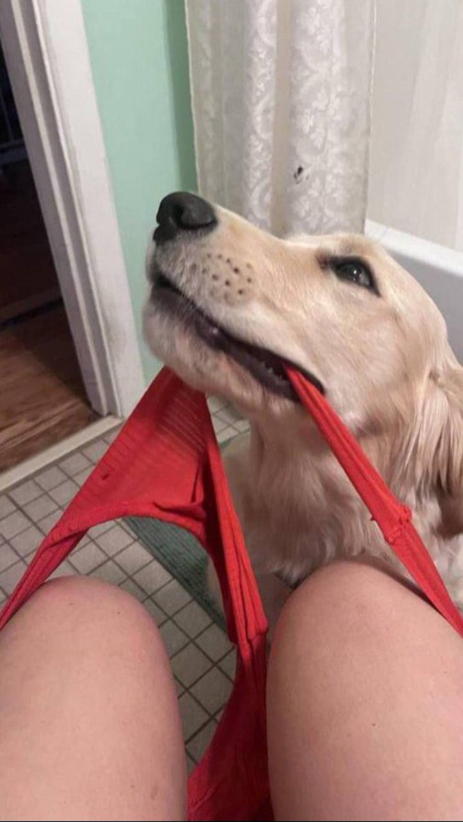 nottylily7's tweet photo. Latest bestiality &amp; knotty clips ready⬇️⬇️

https://t.co/EORZrdqUx1

#Beastiality #dogknotting #zoophillia #Dogknott #k9 #zoopride #zoosarevalid #Taboocontent #Dogknottqueen #zoophilist https://t.co/3aiK2MOYjF