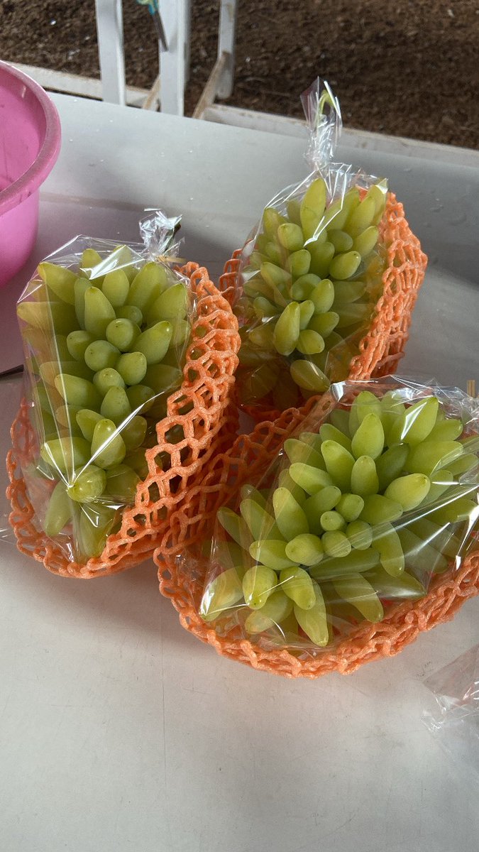 shimura_grapes's tweet photo. おはようございます🌞
本日の目玉です🍇 https://t.co/KIoR2eACdz
