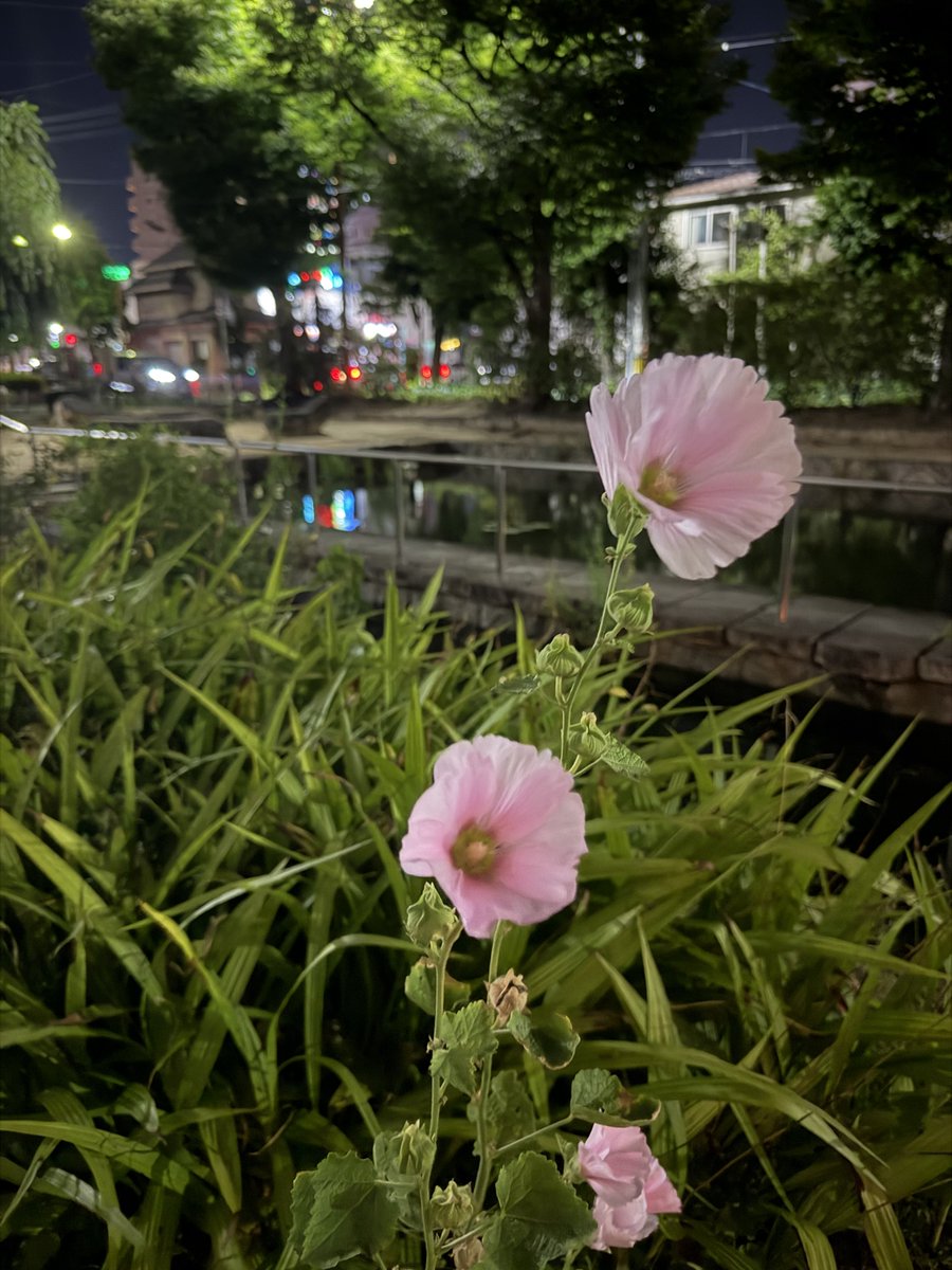 a_beckoning_cat's tweet photo. 今日のおはにゃ😸🌸

タチアオイ（立葵）

花言葉は、「豊かな実り」「野心」「大望」「気高く威厳に満ちた美」

今日も素敵な一日を🌸🐈 https://t.co/PiYLXIbmkD