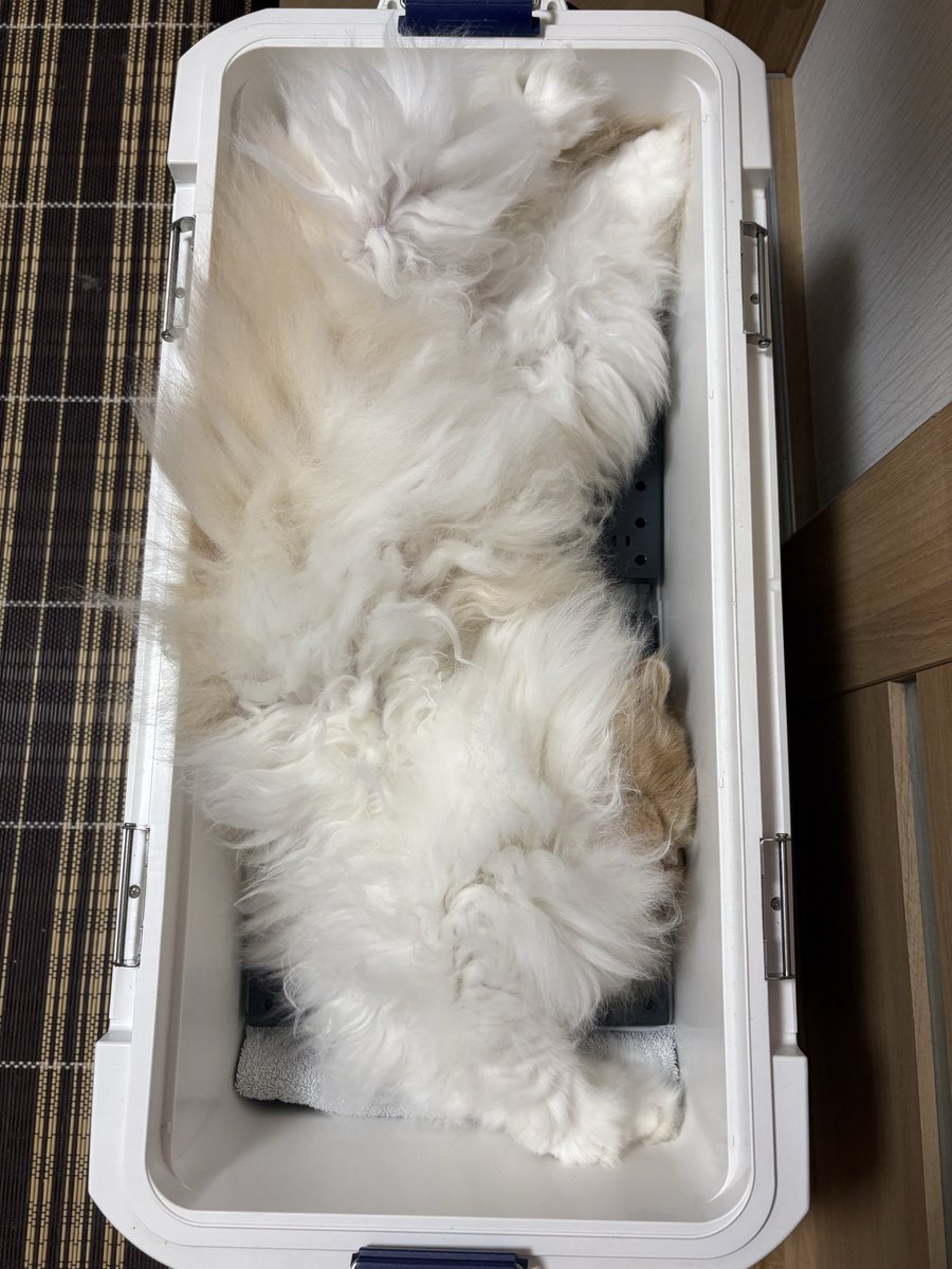 Coolerbox1Cat's tweet photo. すぴーーーーー。
💤💤💤💤💤
#ねこ #猫 #猫写真 #猫好きさんと繋がりたい #クーラーボックス https://t.co/DmKpxcU3tI
