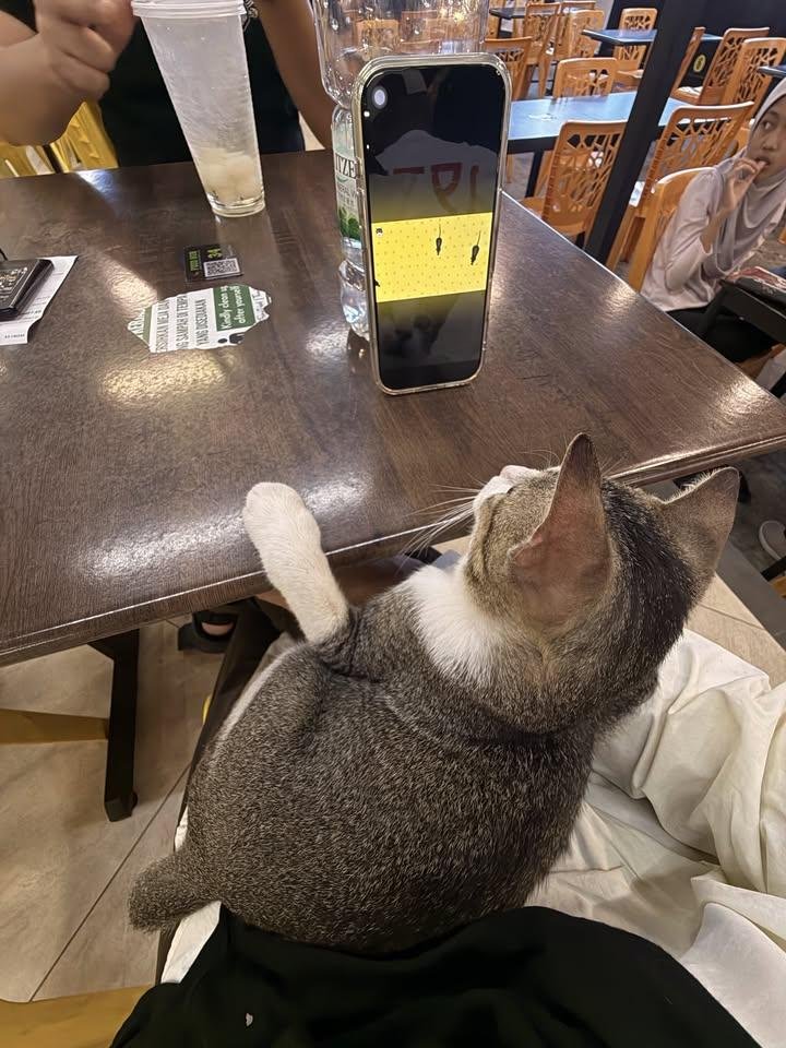 LiaAfri03881071's tweet photo. Nak makan dengan tenang tapi tetibe kena babysit budak ni sebab naik atas peha 😌😌😌
cc: bananyna https://t.co/ZRoQ3IWbPU