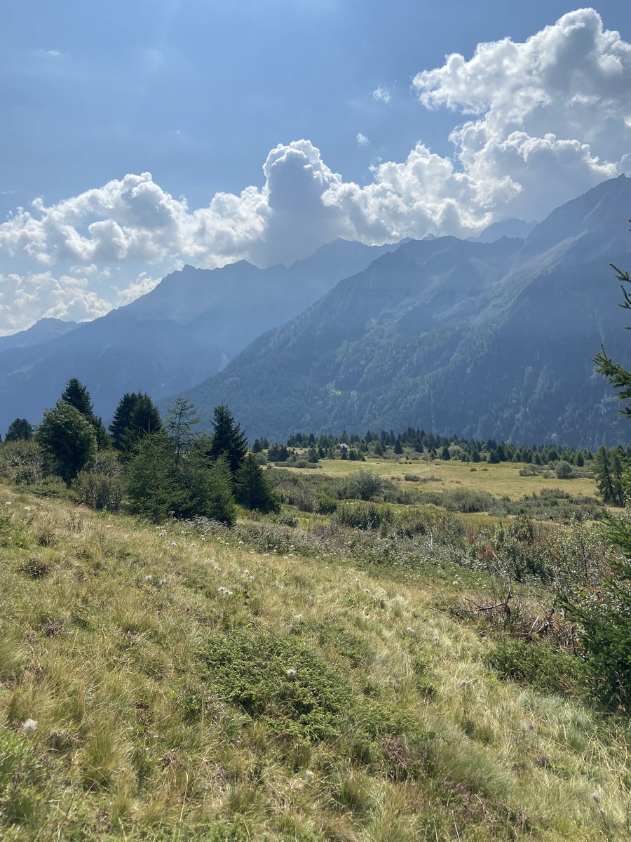LorenzoSolinas's tweet photo. #Trentino tra boschi, prati e rovine della #WW1 #Tonale https://t.co/w5UNV6QEtq