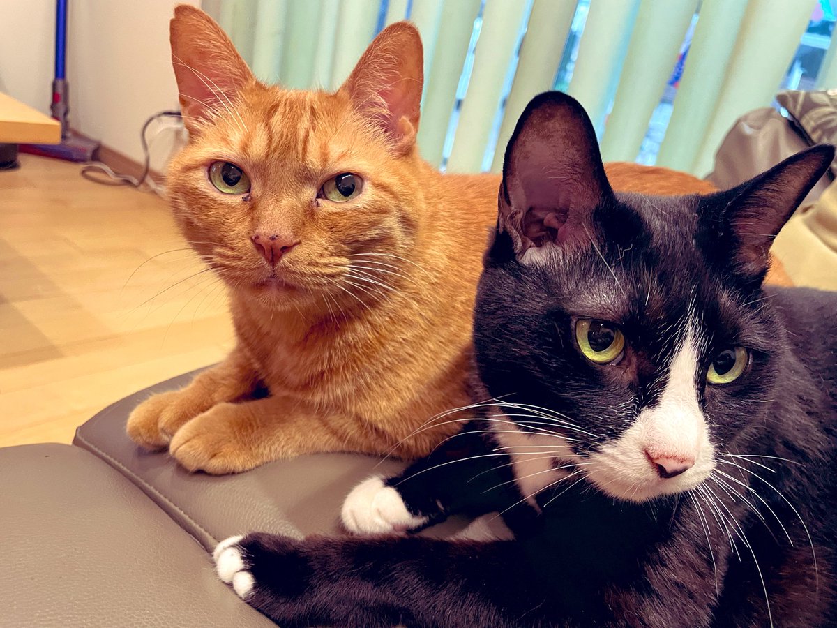 akisuke_turi's tweet photo. 🐈🐈‍⬛ https://t.co/kyyye0gVc2