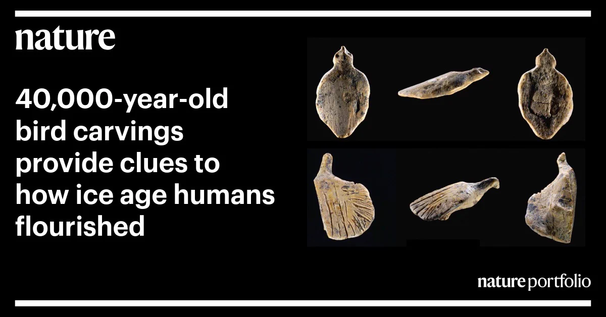 nature: 40,000-year-old bird carvings provide clues to how ice age humans flourished. Image of the figures archaeologists discovered in 2025 in Hohle Fels Cave, Germany: two small bird figurines, resembling relatives of the pheasant called ptarmigans. One figurine has its wings outstretched; the other is resting. nature portfolio. Photo Credit: R. Ehmann, University of T\u00FCbingen