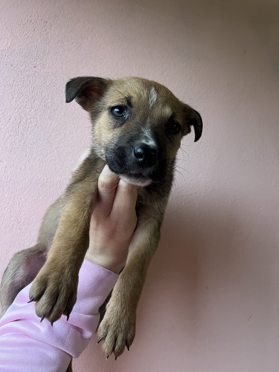 OMFA_Refugio's tweet photo. Todavía no conseguimos familias para ellos. Este es solo un mensaje de todos los que nos mandan por día! Muchos buscan adoptar pero lamentablemente no lo hacen con el corazón sino que solo miran lo físico, 
Son un macho y una hembra. Tienen aprox 60 días
WhatsApp 1123750899 https://t.co/24zDNj60c7