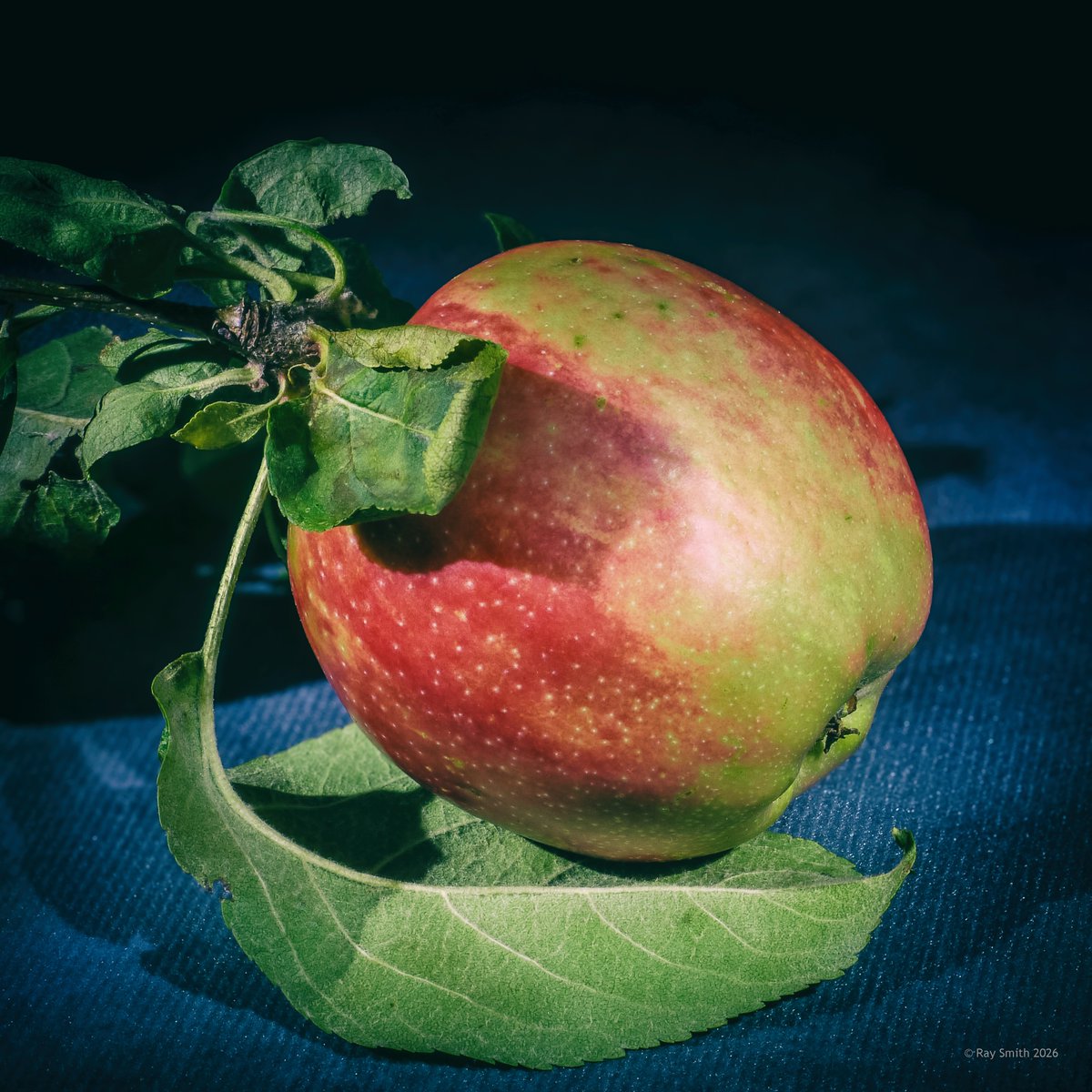 RaySmith_Works's tweet photo. Apples from Appledore. Picked from our own tree and photographed on my Lumix in the outdoor studio. 2nd image was taken using light painting at night. #FineArtPhotography #Appledore #NorthDevon #lightpaintingphotography https://t.co/Xm8y152hXH