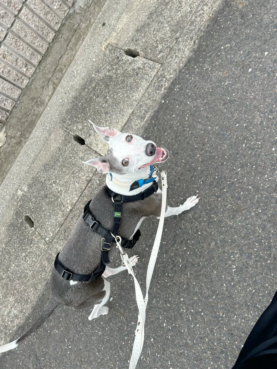 LeleleleLady's tweet photo. なぁなぁ、ママ！知ってるぅ？ザリガニのおしっこって目の下から出るんだよぅ！うひひっ！(レ) https://t.co/23yL5jbHSE