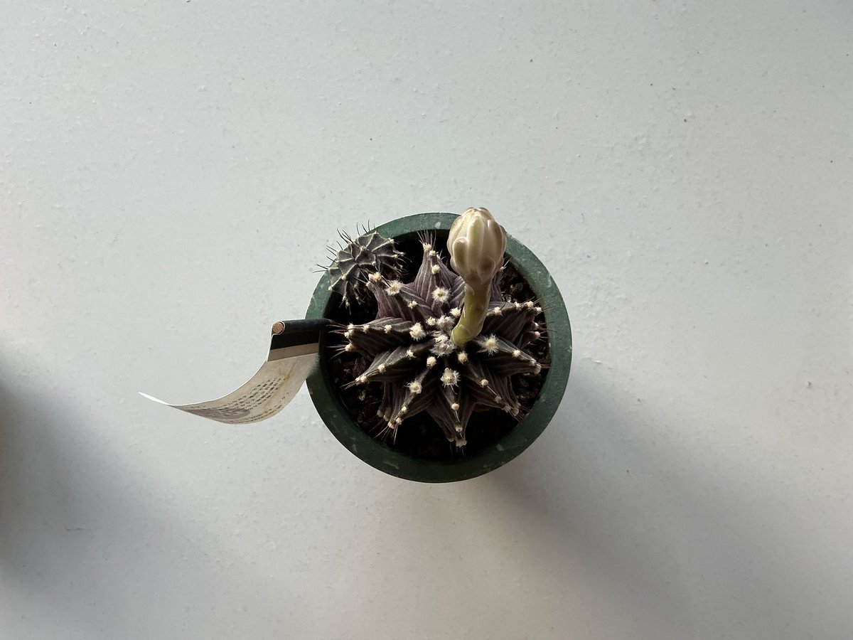 mt_hoken's tweet photo. #自宅　#観葉植物　#サ���テン　#花咲いた https://t.co/tSTvhKXVRS